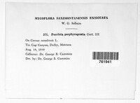 Puccinia porphyrogenita image